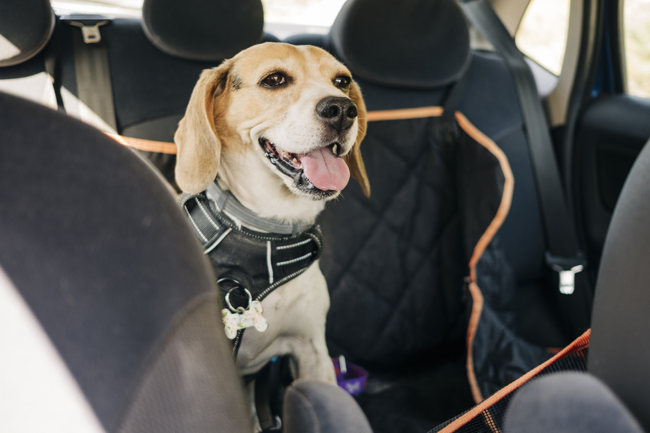 Hundedecke Auto Test & Vergleich » Top 26 im Februar 2024