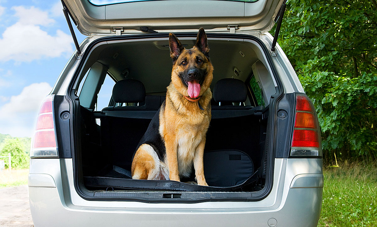 Stoßstange, Kofferraum, Rücksitz, Schutz, Decke, Matte, Hund
