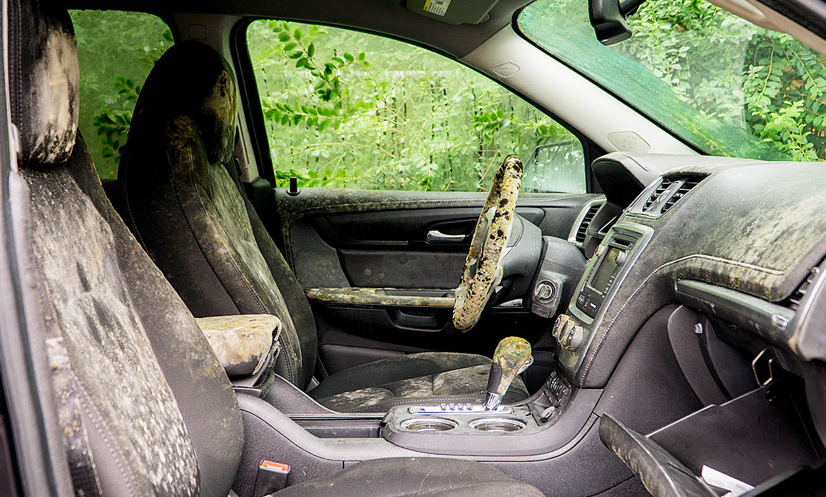Schimmel im Auto Innenraum: So vermeidest und beseitigst Du ihn - Carpolish
