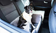 Alfheim Universal Kofferraumschutz Hund, rutschfest Wasserdicht Anti-Falten  Haustier Laderaumabdeckung, Anti-Scratch Reißfest Waschbare  Kofferraumabdeckung Mat für klein Autos SUVs : : Haustier