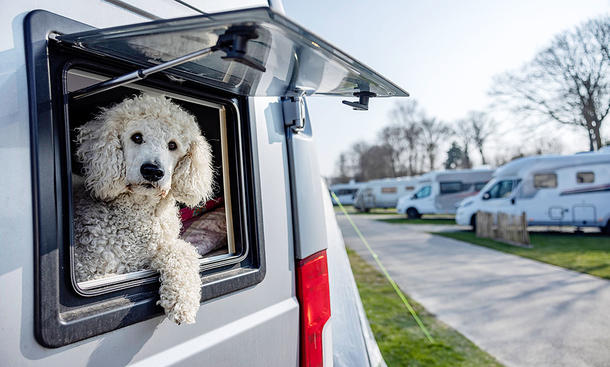 Mit Hund im Wohnmobil - Detail: Hund schaut aus Fenster vom Camper, Im Hintergrund Wohnmobile