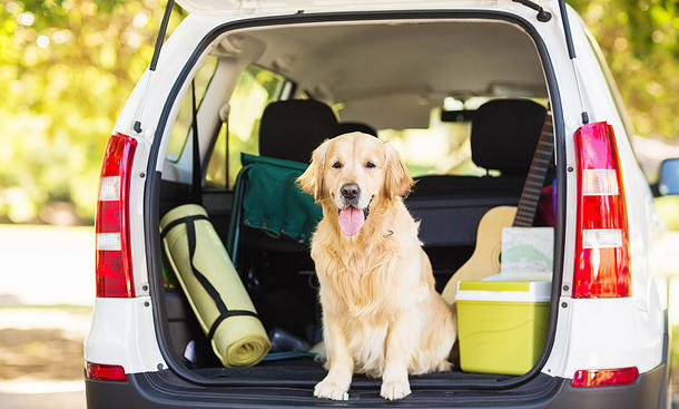 Hund im Auto: Tier anschnallen oder in den Kofferraum?